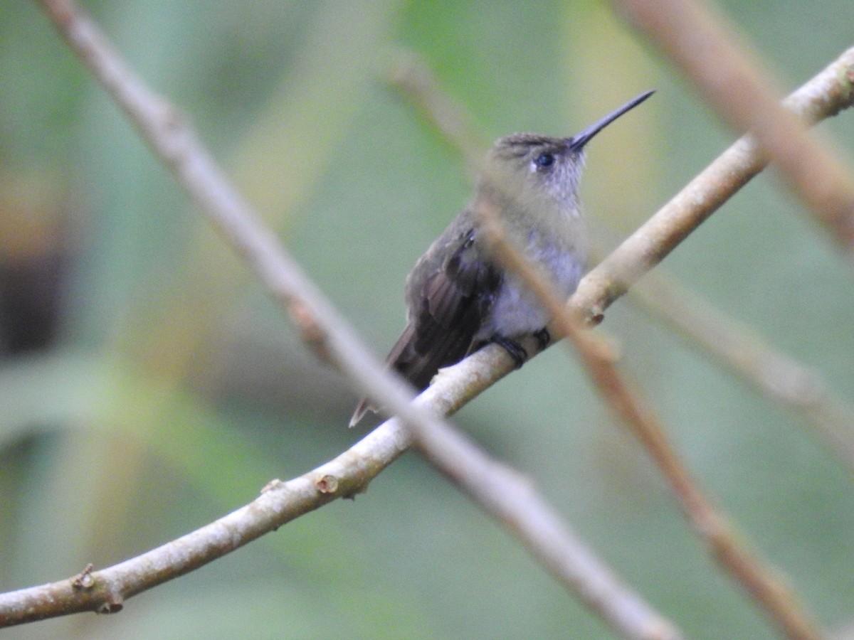 Colibrí Blanquioliva - ML617996869