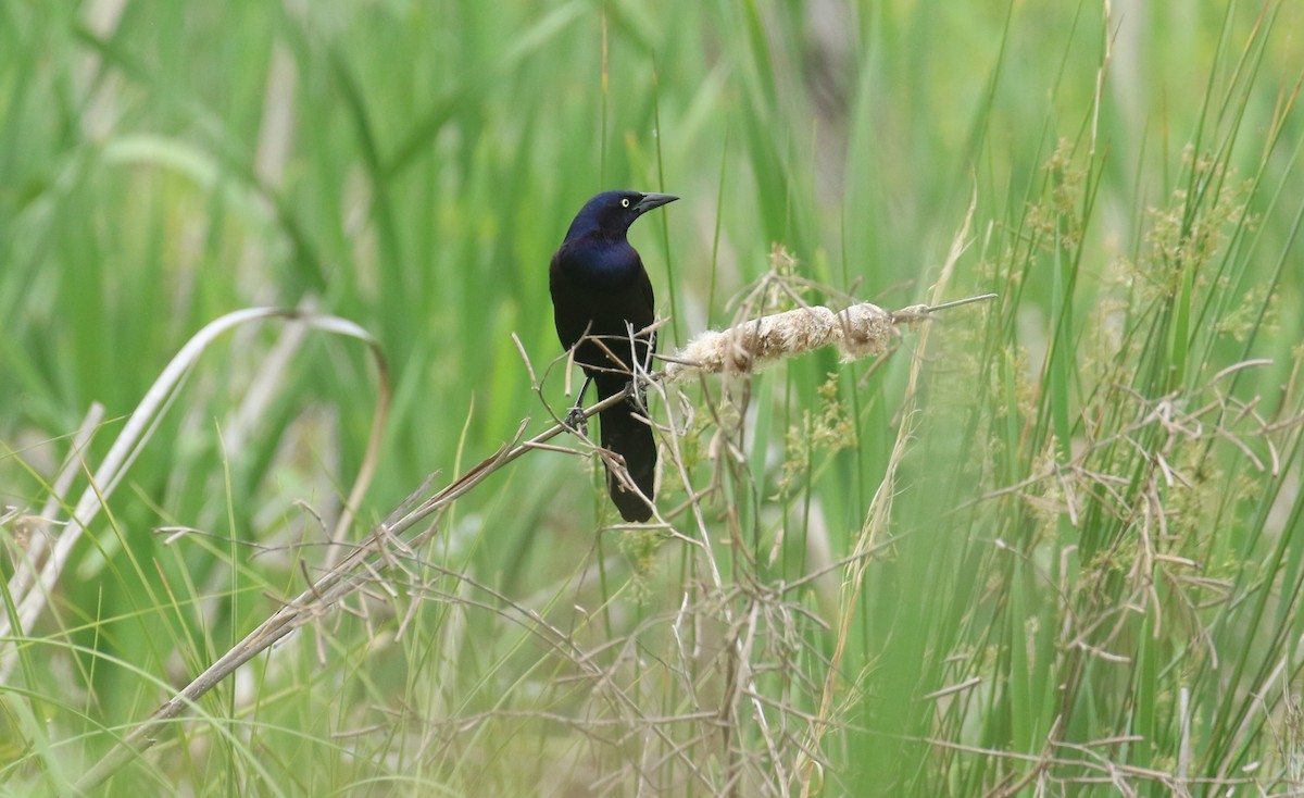 Common Grackle - Sujata roy