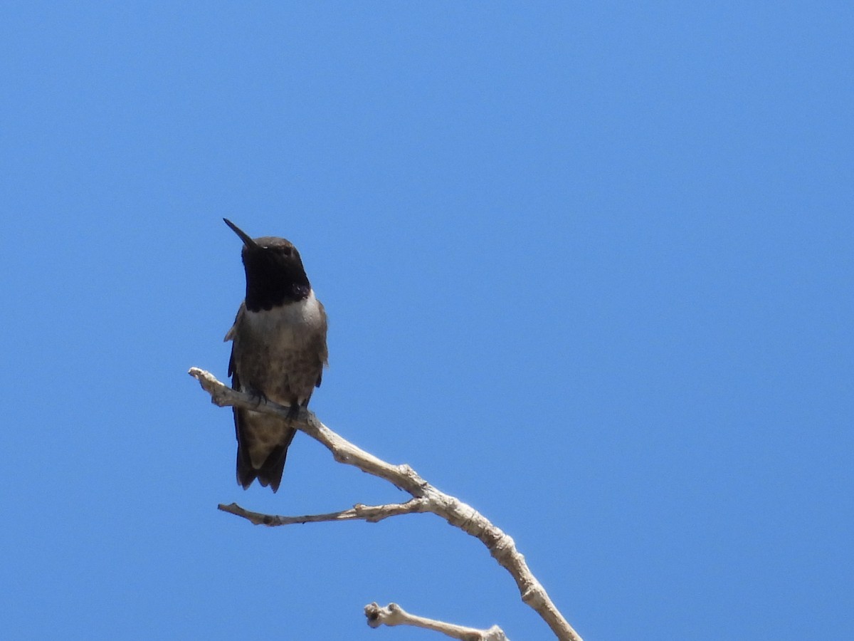 Colibri à gorge noire - ML617996918