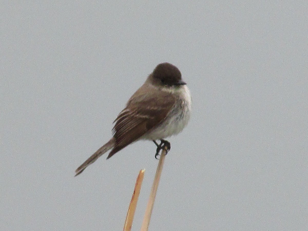 Eastern Phoebe - ML617996952