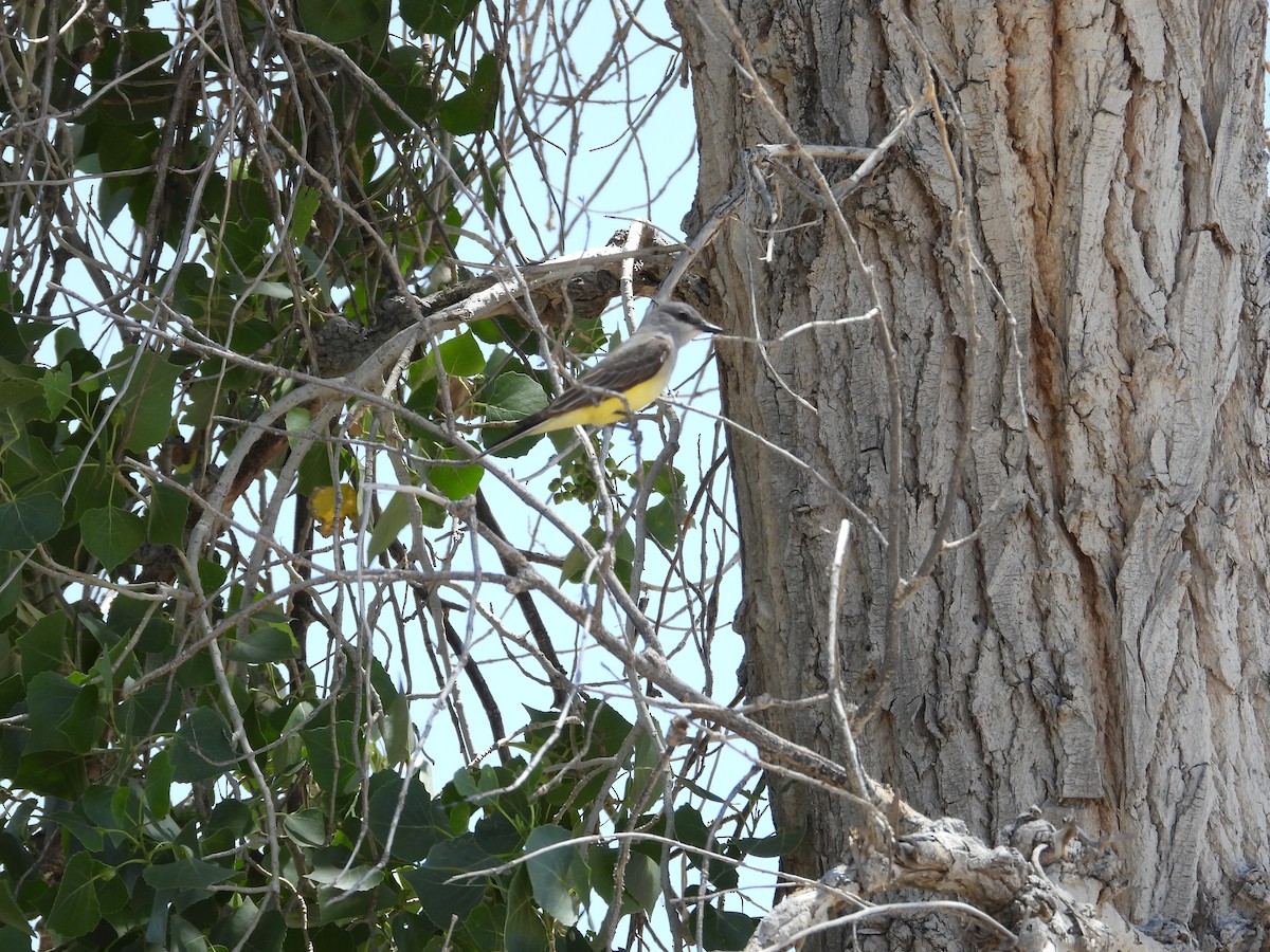 Western Kingbird - ML617996983