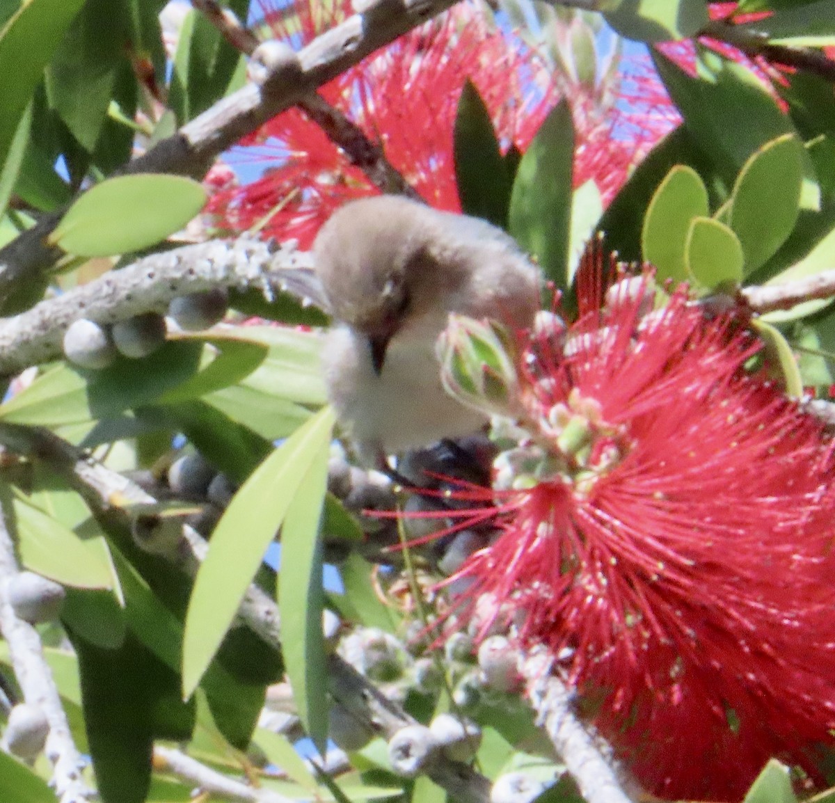 Bushtit - George Chrisman