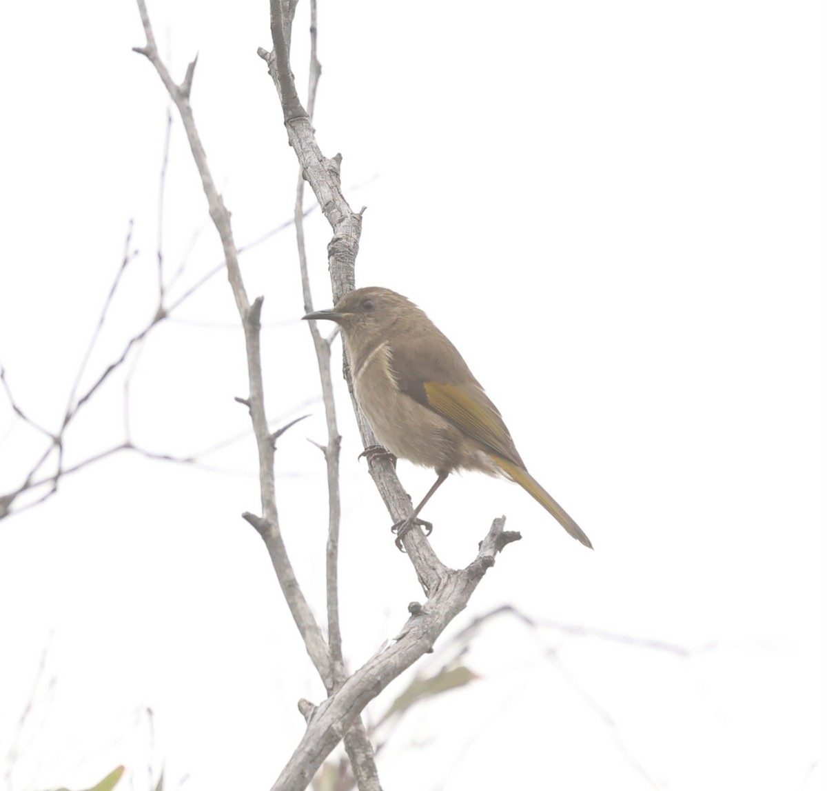 Crescent Honeyeater - ML617997007