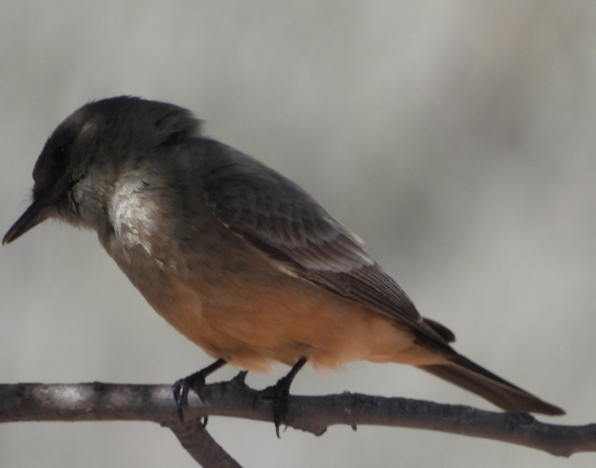 Say's Phoebe - Mark Romero