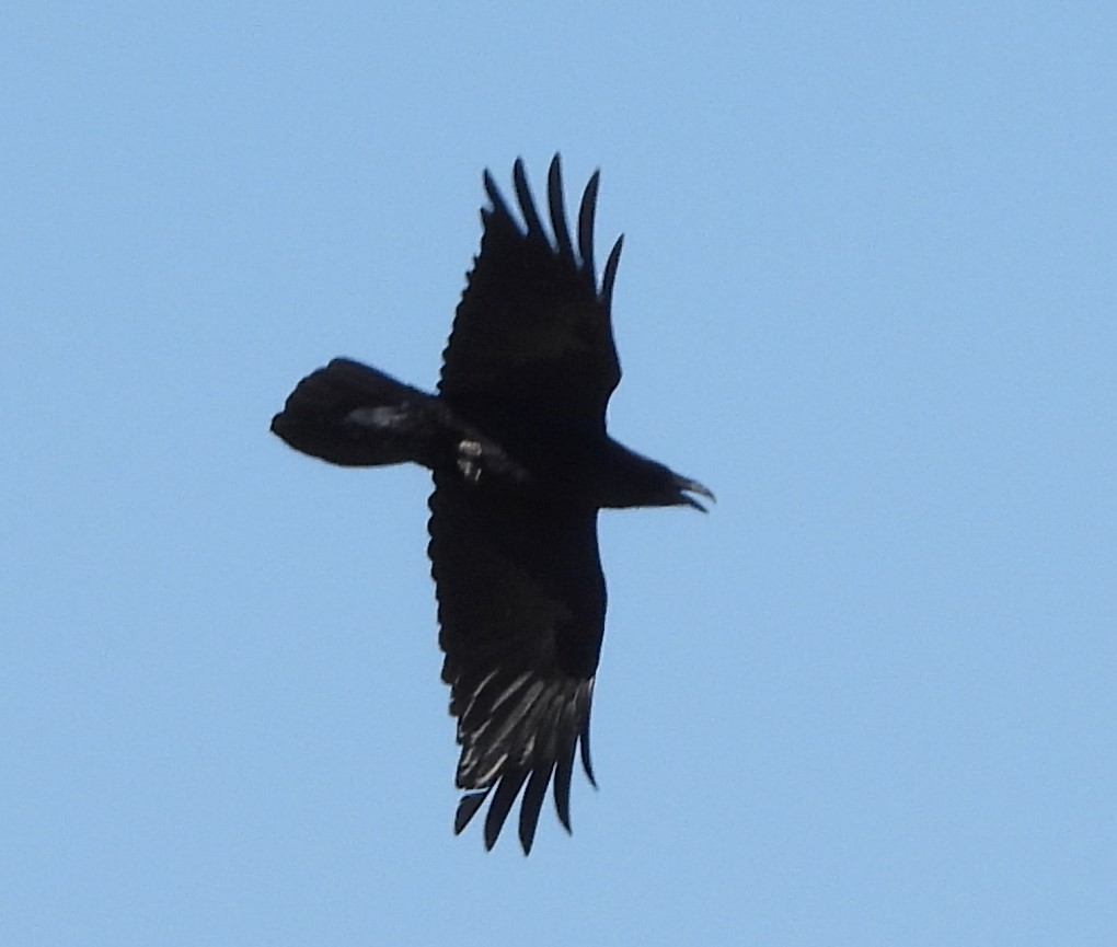 Common Raven - ML617997022