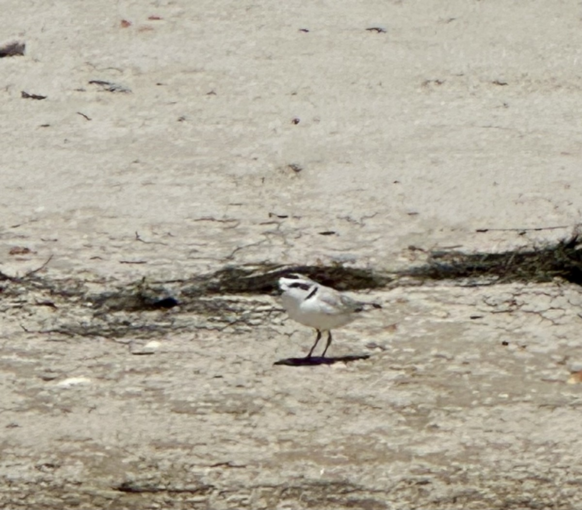 Snowy Plover - ML617997026