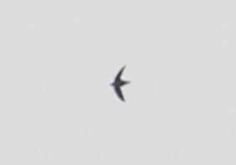 Chimney Swift - ML617997037