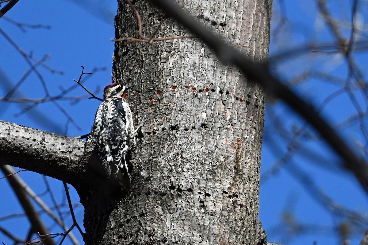 Yellow-bellied Sapsucker - ML617997093