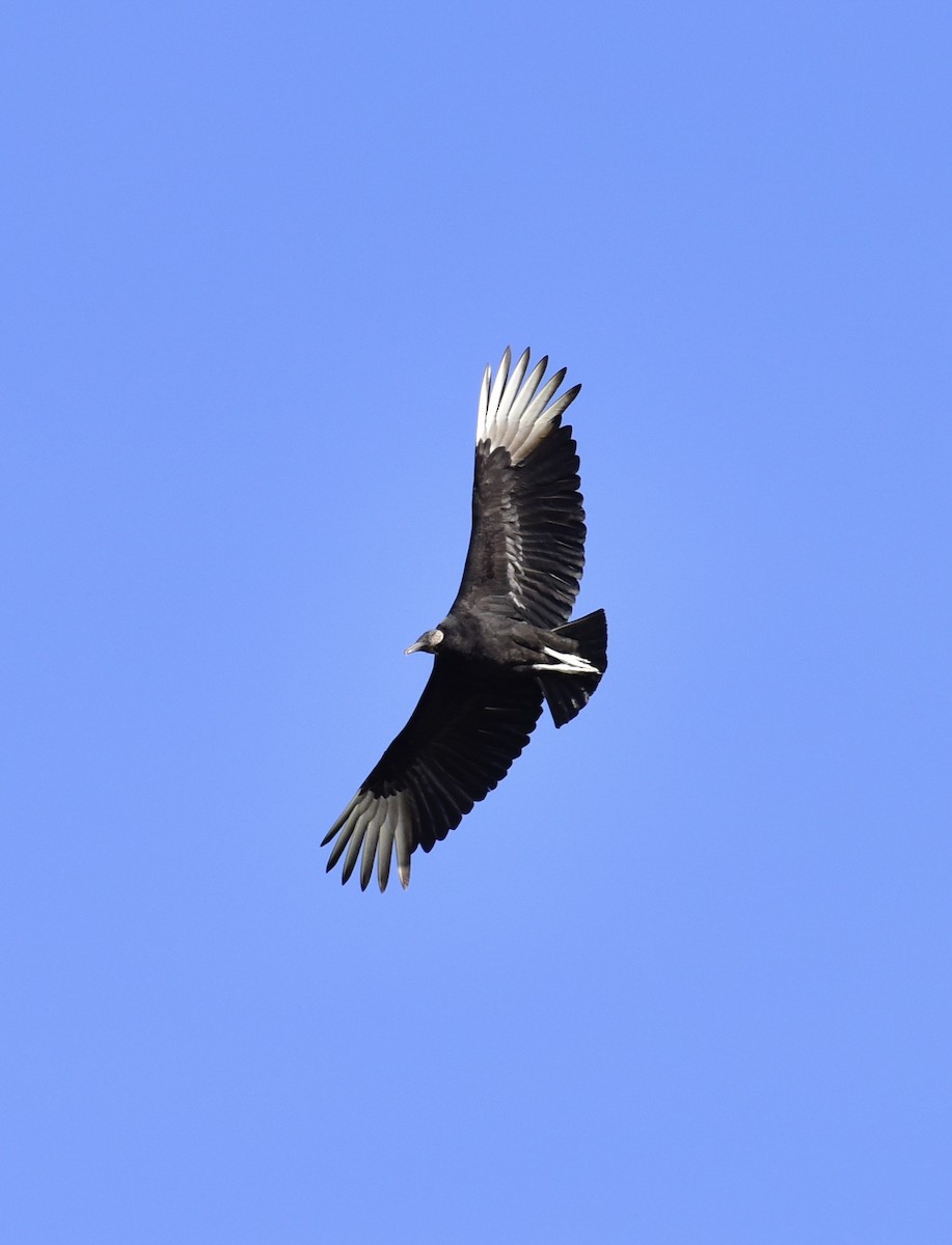 Black Vulture - Dave  Sherman