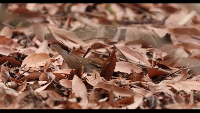 Swainson's Warbler - ML617997116