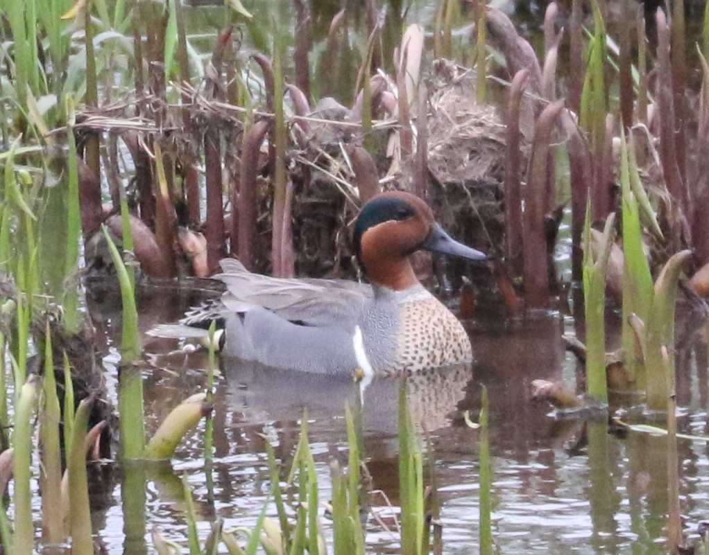 Green-winged Teal (American) - ML617997129