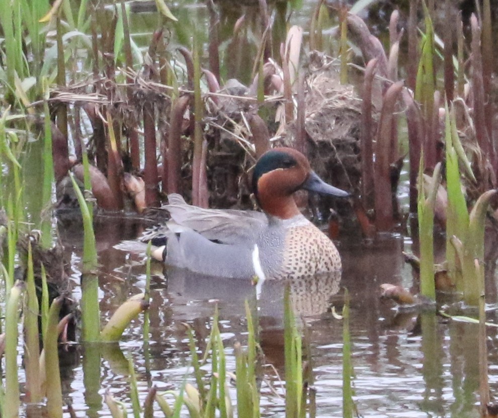 Green-winged Teal (American) - Bobby Brown