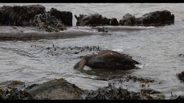 American Black Duck - ML617997178