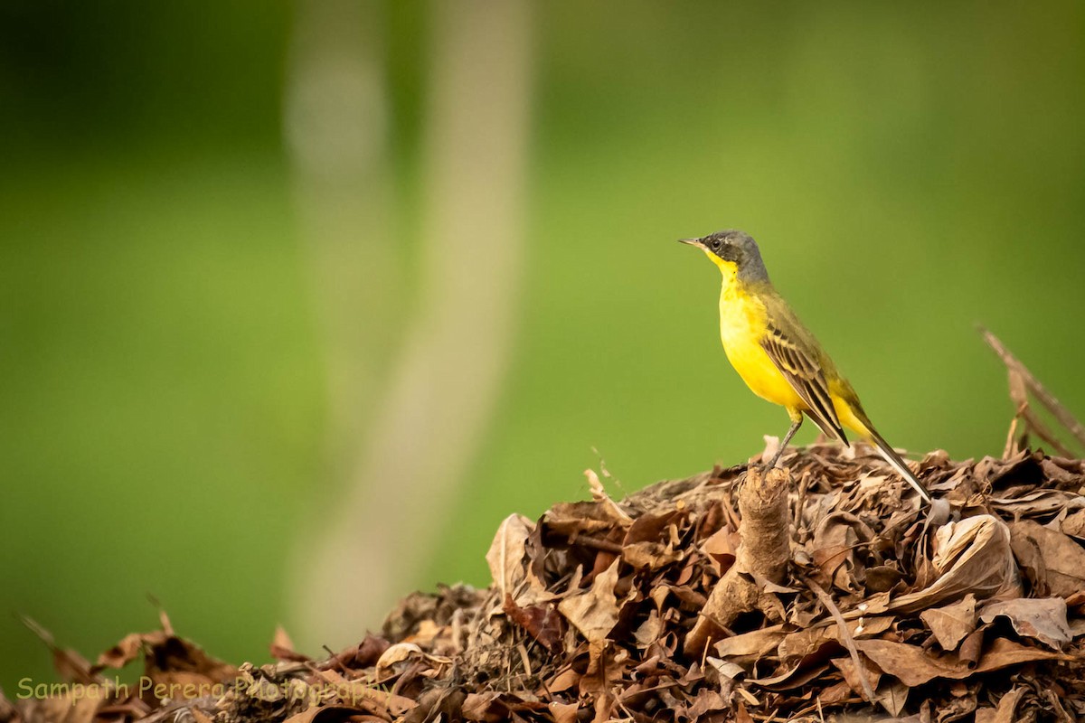 Western Yellow Wagtail - ML617997197