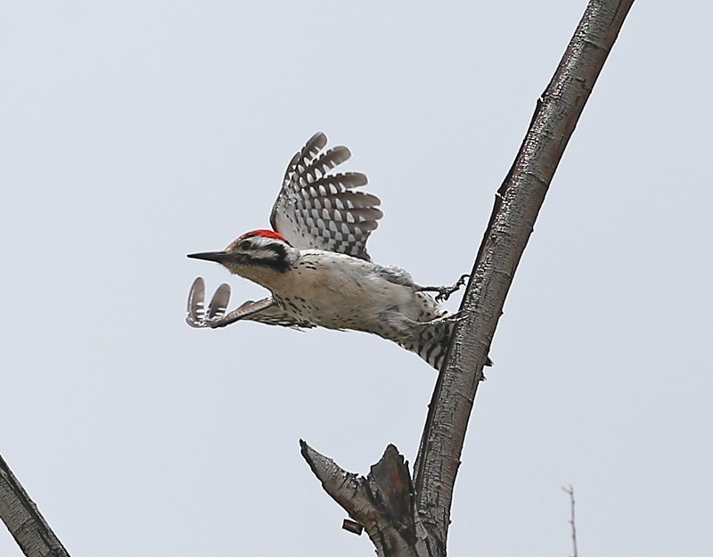 Ladder-backed Woodpecker - ML617997198