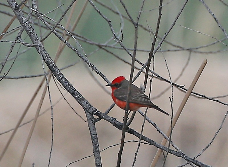 Vermilion Flycatcher - Michael Walther