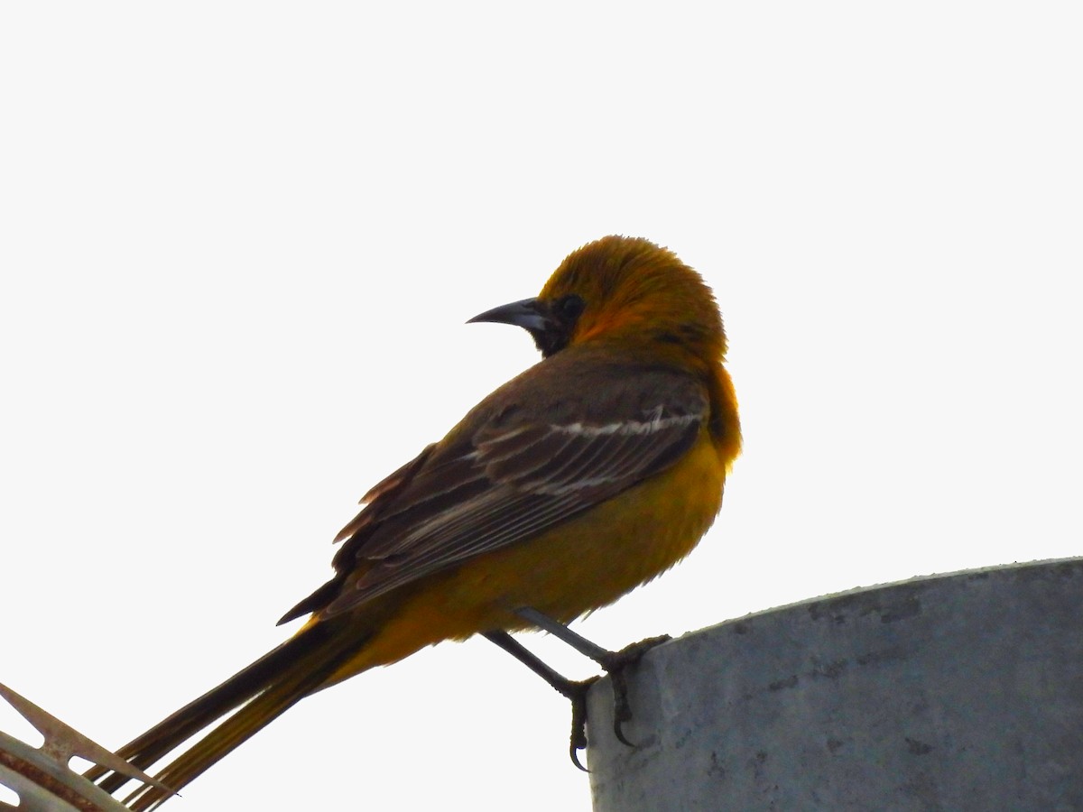 Hooded Oriole - Sharon Wilcox