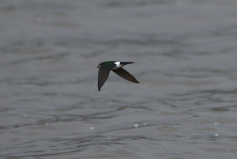 Violet-green Swallow - Michael Walther