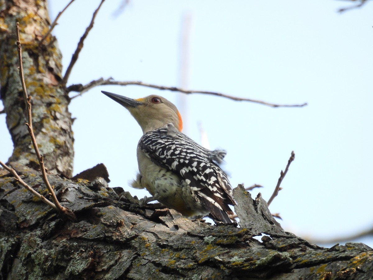 Golden-fronted Woodpecker - ML617997245