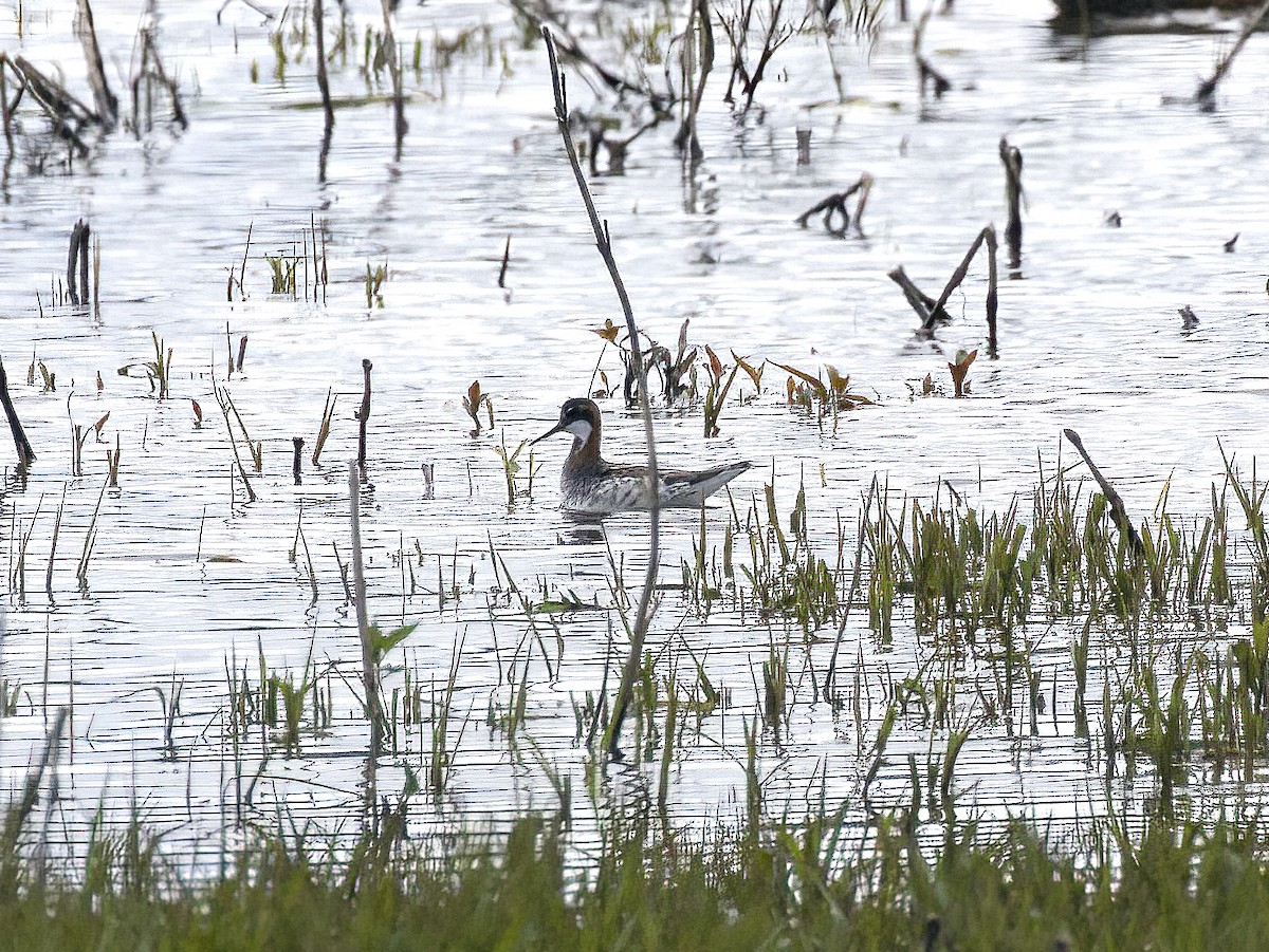 Phalarope à bec étroit - ML617997300