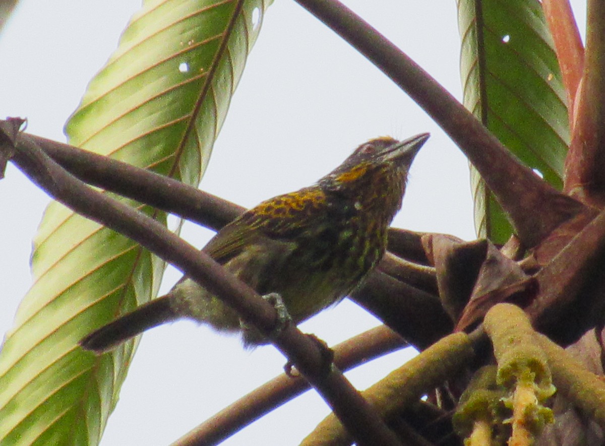 Gilded Barbet - ML617997305