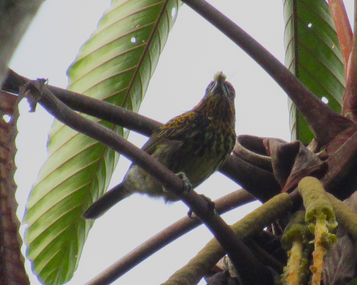 Gilded Barbet - ML617997307