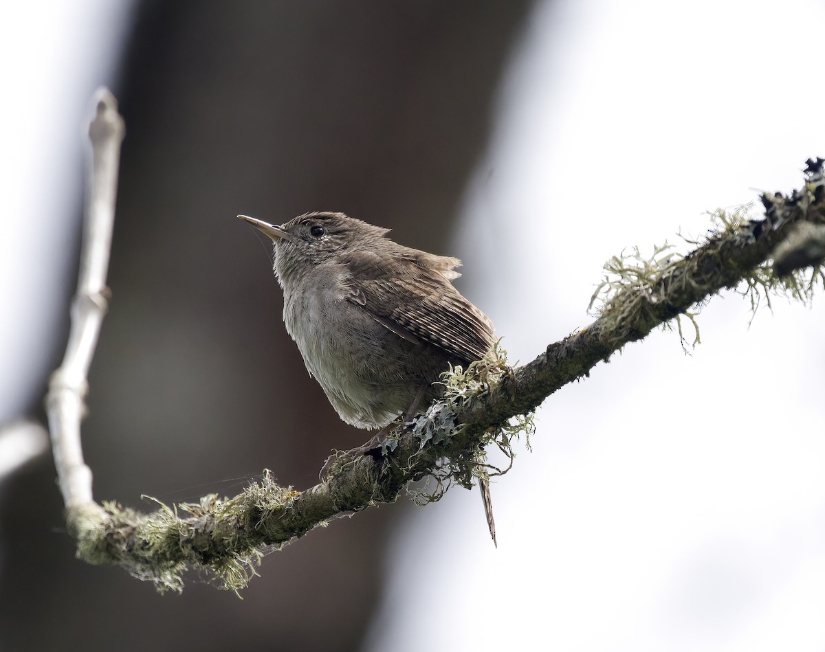 House Wren - ML617997322