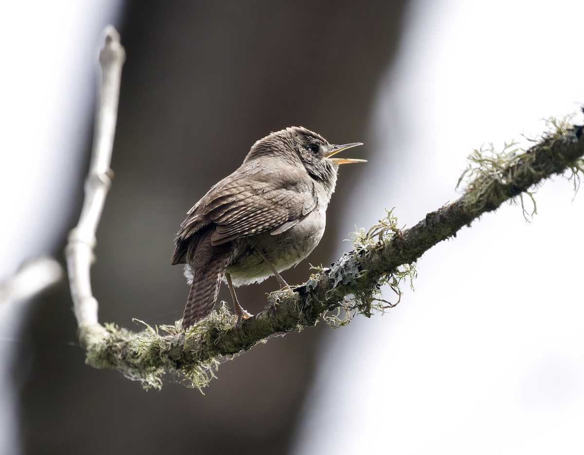 House Wren - Gregory Johnson