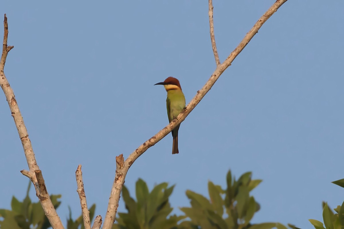 Chestnut-headed Bee-eater - Kevin Thomas