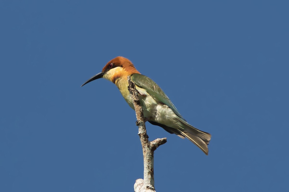 Chestnut-headed Bee-eater - ML617997341