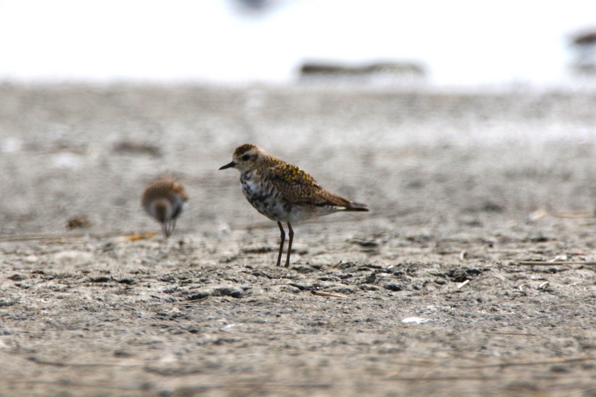 American Golden-Plover - ML617997407