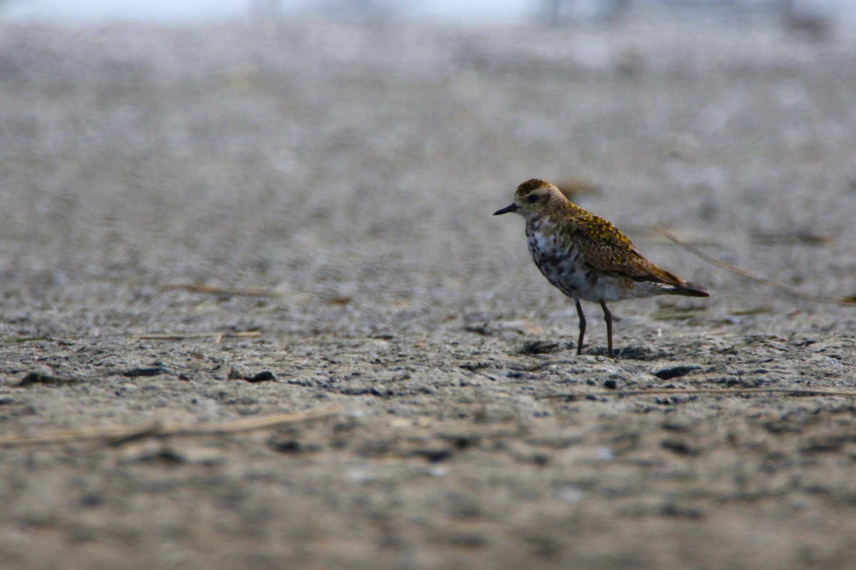 American Golden-Plover - ML617997408