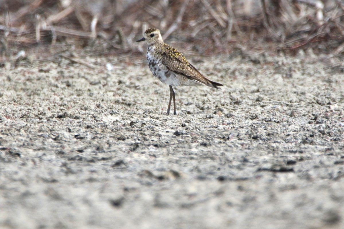 American Golden-Plover - ML617997409