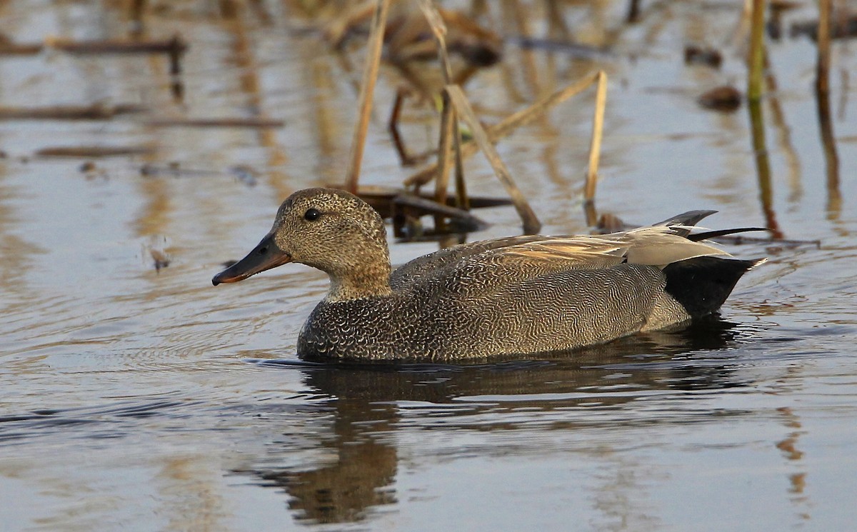 Canard chipeau - ML617997426