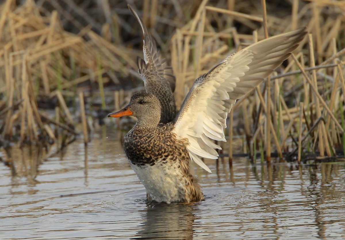 Canard chipeau - ML617997473