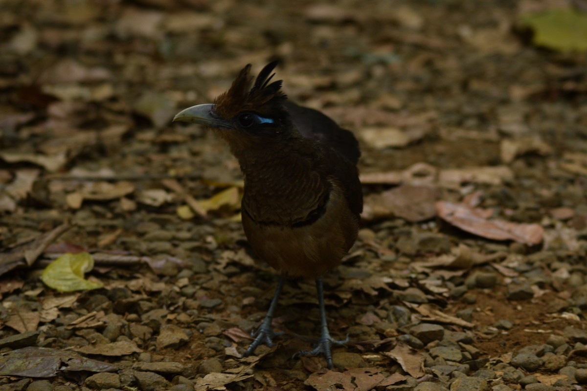 Rufous-vented Ground-Cuckoo - ML617997484