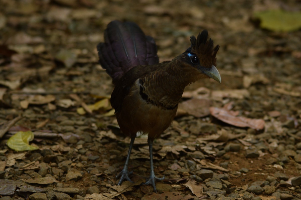 Rufous-vented Ground-Cuckoo - ML617997485