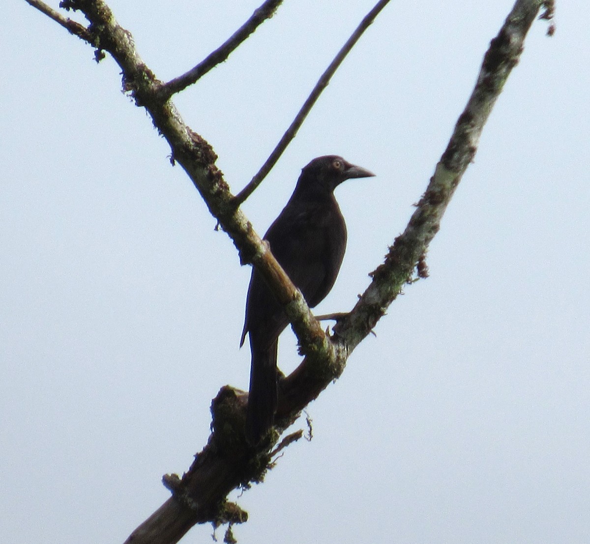 Giant Cowbird - ML617997517