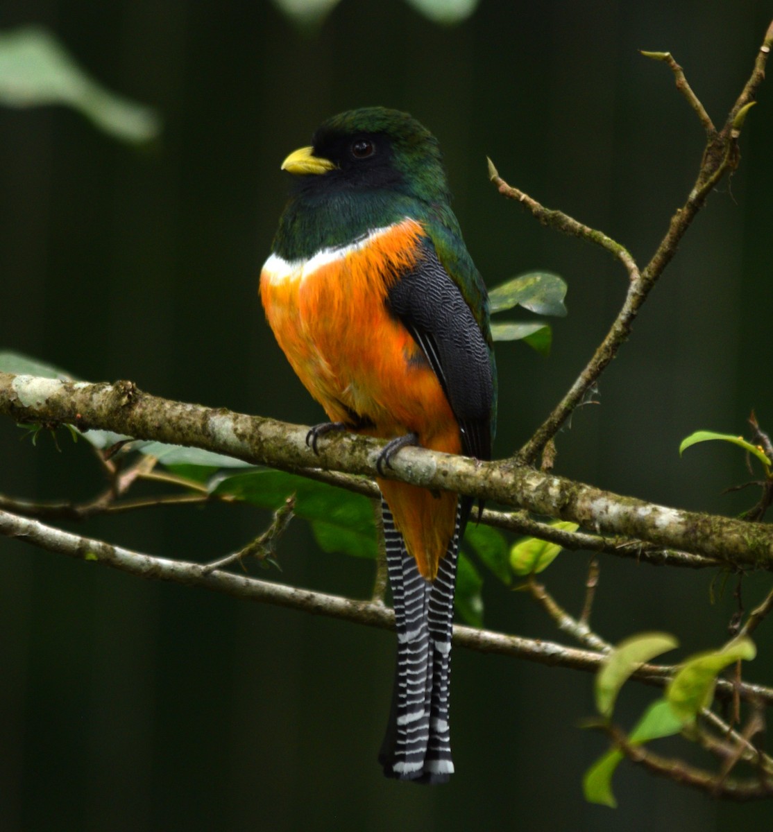 Collared Trogon - Danny Bouchard