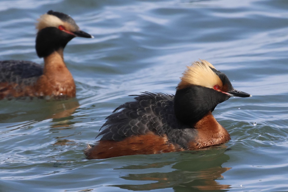 Horned Grebe - ML617997540