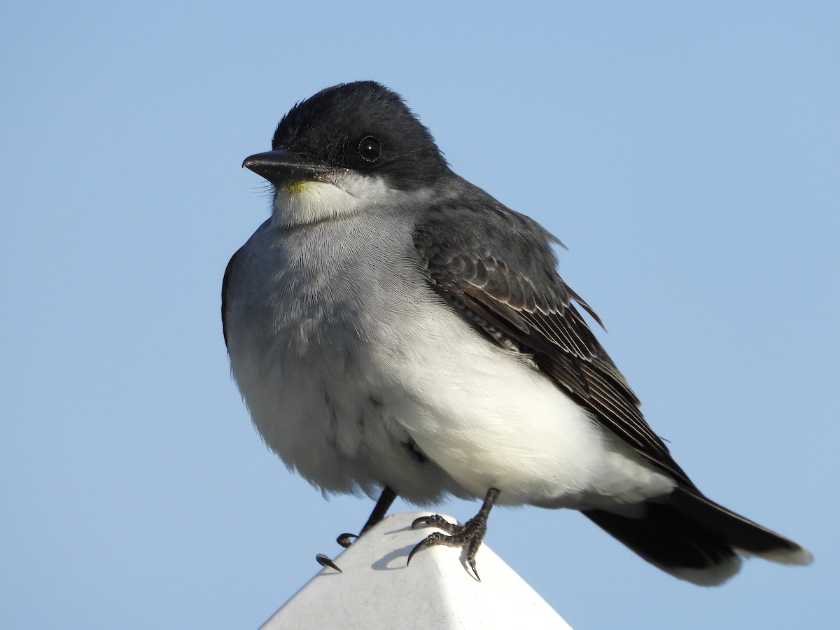 Eastern Kingbird - Samuel Belley