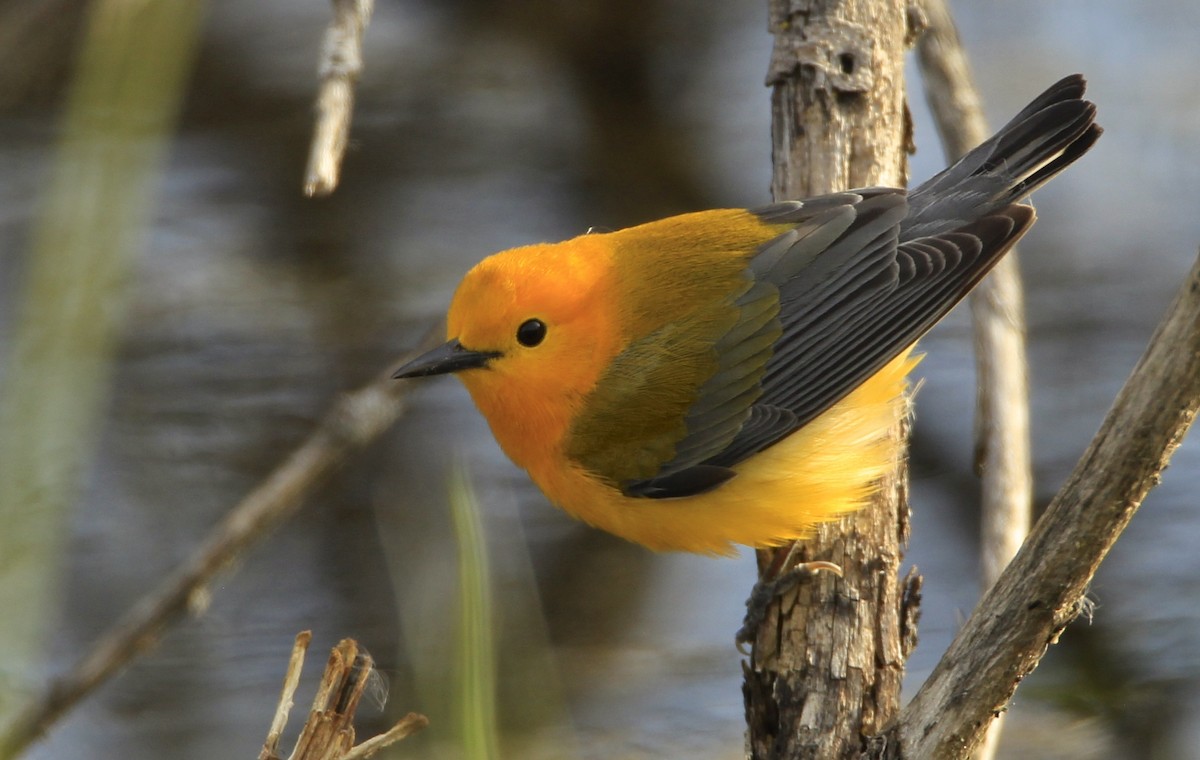 Prothonotary Warbler - James Kinderman