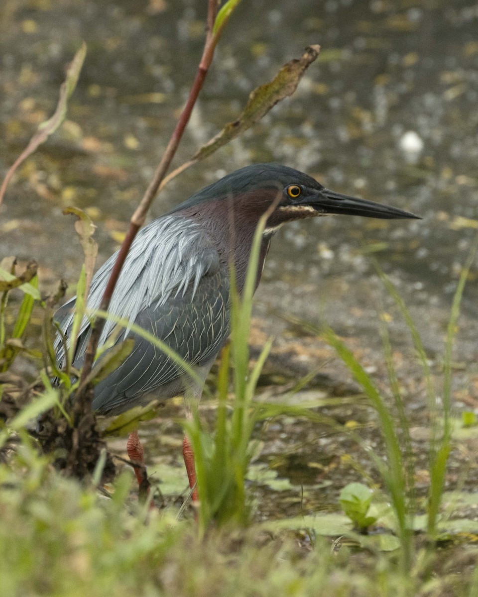 Green Heron - ML617997565