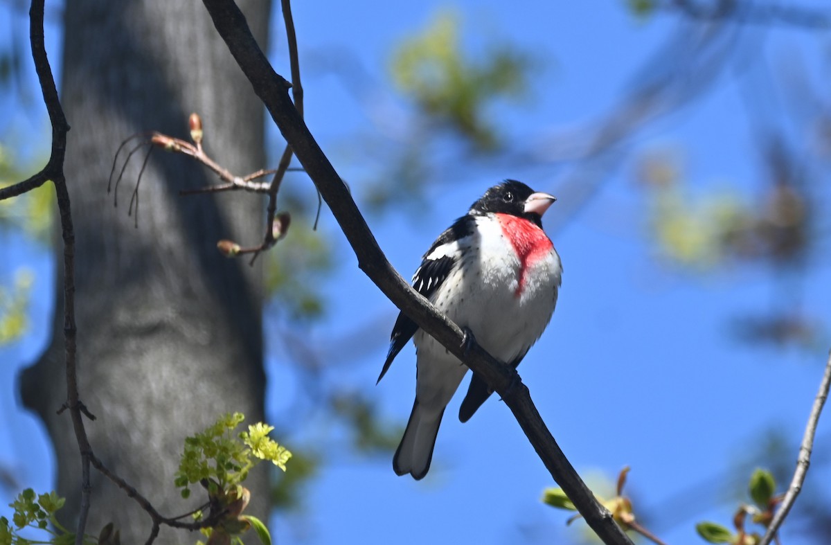 Rose-breasted Grosbeak - Emily Ross