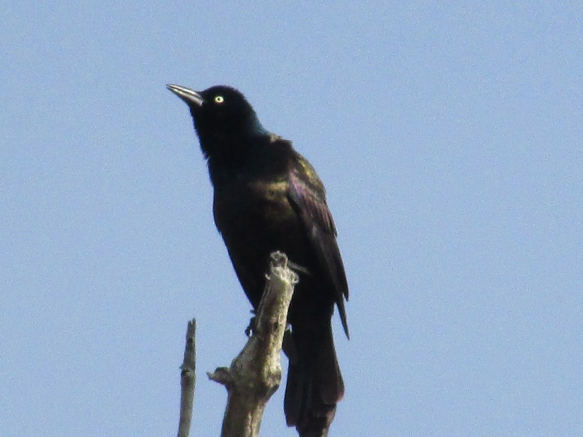 Common Grackle - ML617997604