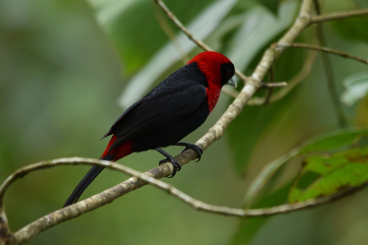 Crimson-collared Tanager - ML617997606