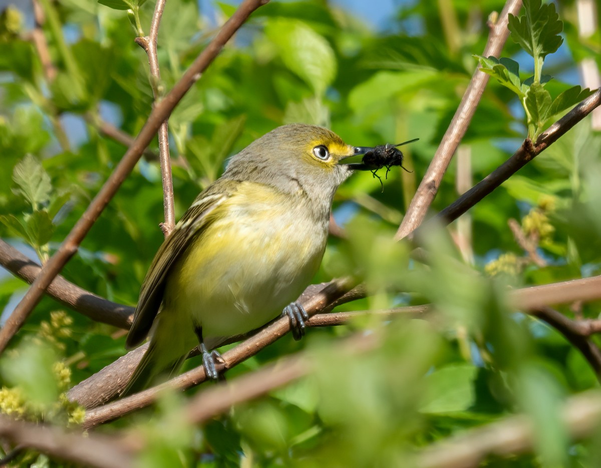 Ak Gözlü Vireo - ML617997643