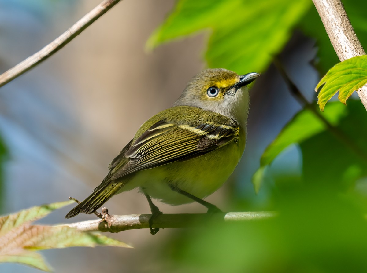 Ak Gözlü Vireo - ML617997645