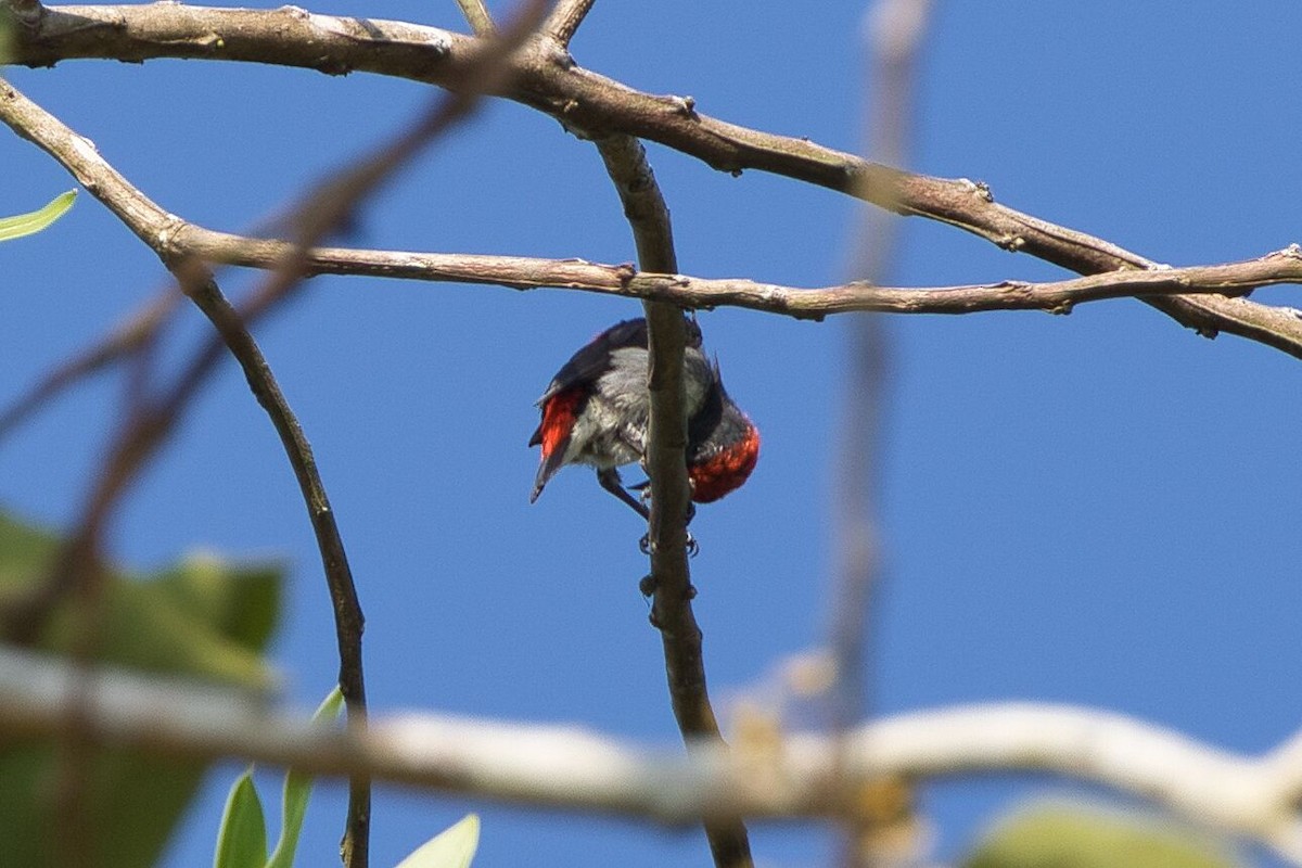 Scarlet-backed Flowerpecker - Kevin Thomas