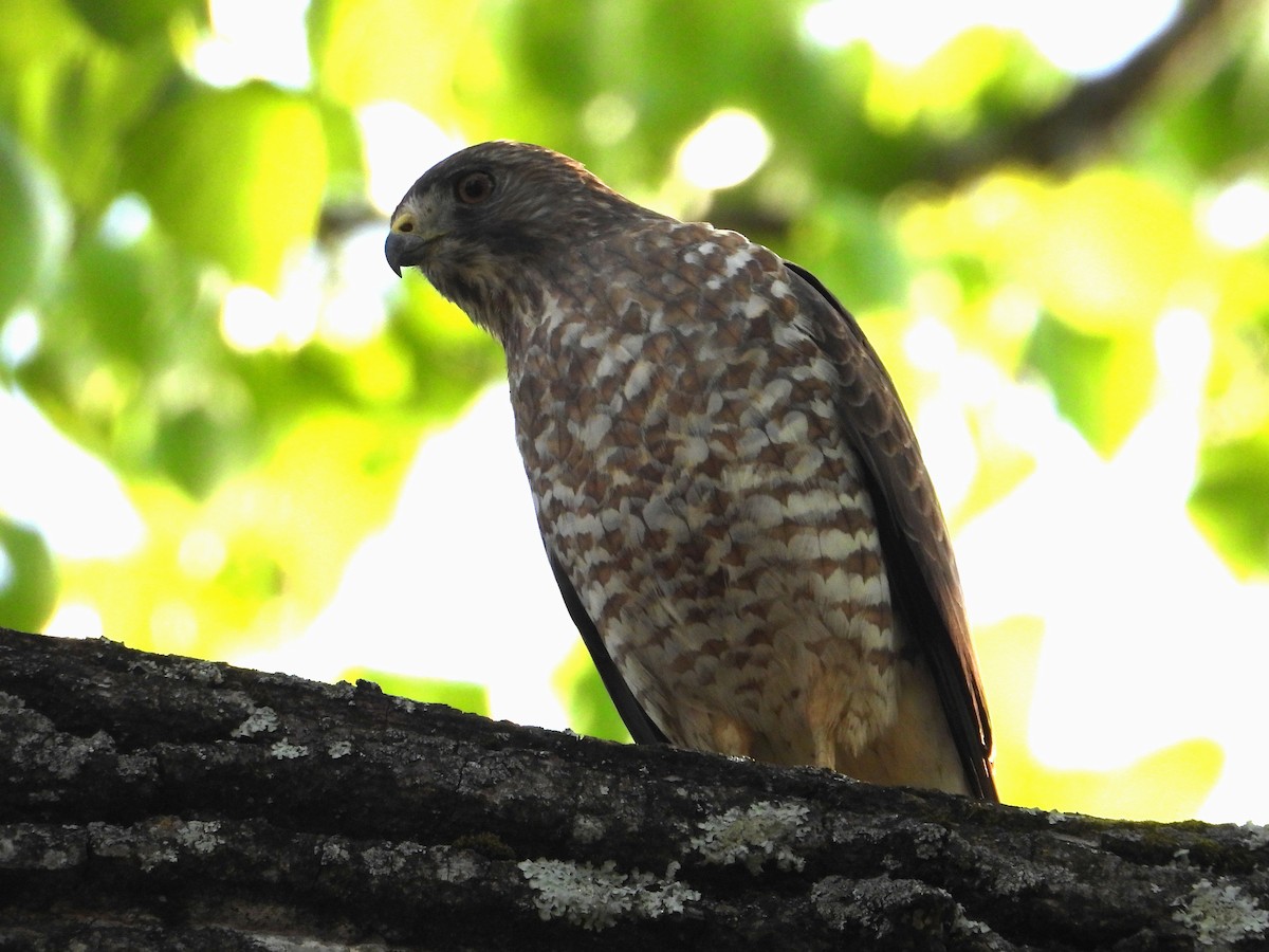 Broad-winged Hawk - ML617997676